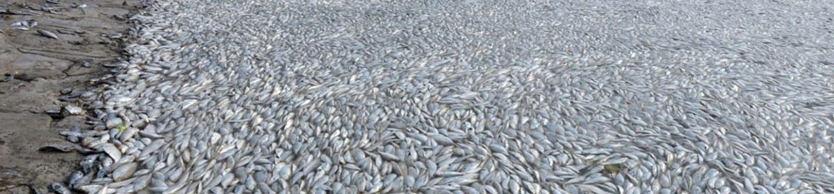 Sự thật Lương Duy Hanh